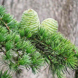 Cedru de Himalaya (Cedrus Deodara), cu aspect verde-argintiu si conuri decorative