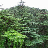 Cedru de Himalaya (Cedrus Deodara), cu aspect verde-argintiu si conuri decorative