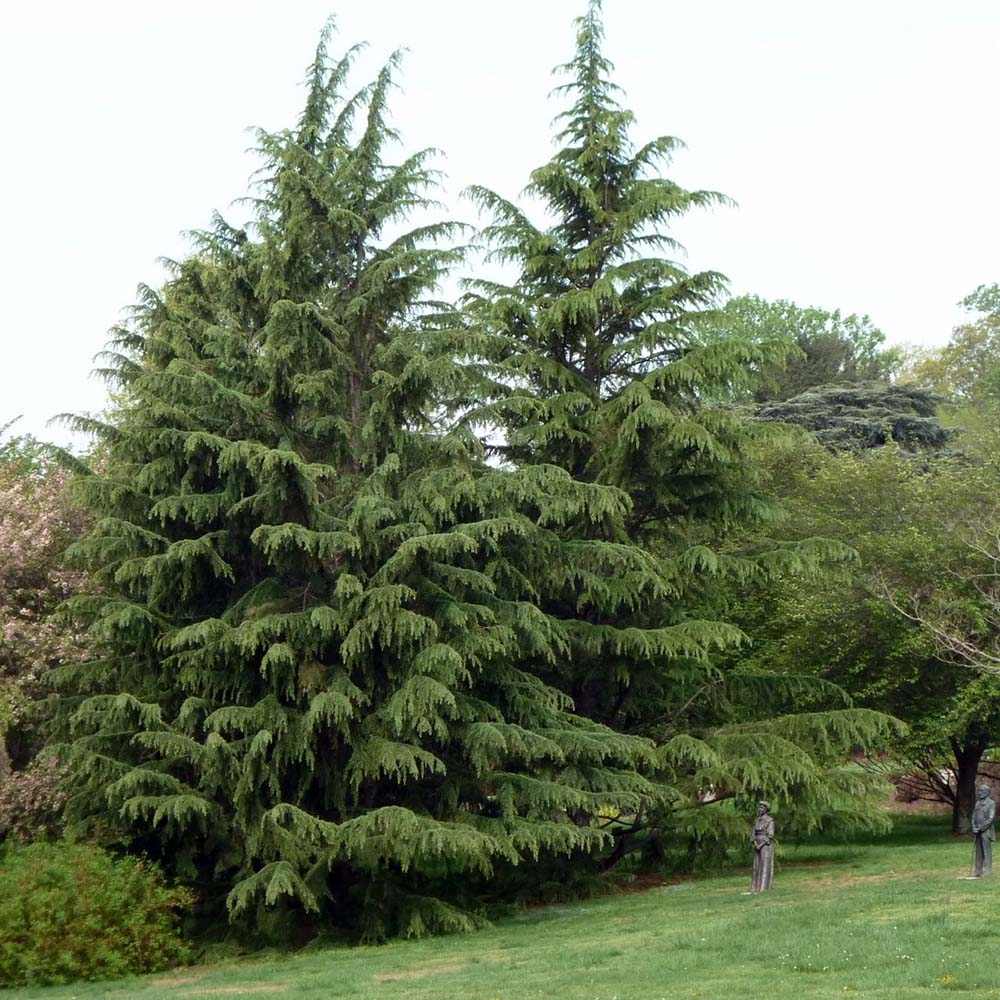 Cedru de Himalaya (Cedrus Deodara), cu aspect verde-argintiu si conuri decorative