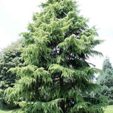 Кедър от Хималаите (Cedrus deodara) – вечнозелен иглолистен с меки синьо-зелени игли и бърз растеж