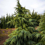 Хималайски кедър (Cedrus Deodara), със зелено-сребриста окраска и декоративни шишарки