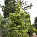 Cedru de Himalaya Auriu (Cedrus Deodara Aurea), conifer ornamental cu ace moi arcuite aurii, vesnic verde, crestere rapida
