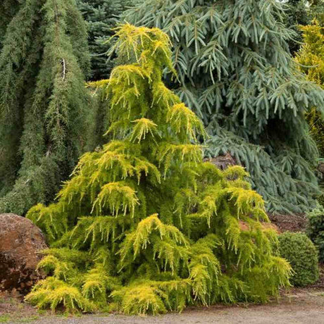 Cedru auriu Golden Horizon (Cedrus Deodara), conifer ornamental cu ace aurii fine arcuite, vesnic verde, crestere rapida