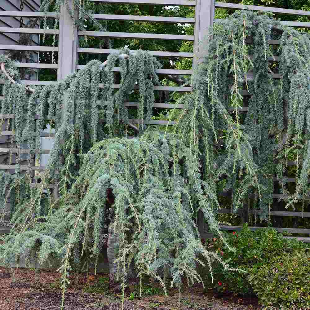 Cedru albastru Glauca Atlantica (Pendula), conifer curgator albastru vesnic verde rezistent