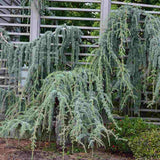 Cedru albastru Glauca Atlantica (Pendula), conifer curgator albastru vesnic verde rezistent