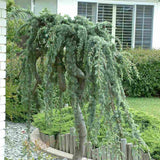 Cedru albastru Glauca Atlantica (Pendula), conifer curgator albastru vesnic verde rezistent