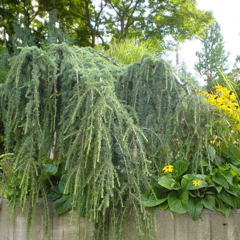 Кедър син Glauca Atlantica (Pendula), плачещ вечнозелен синьо-сребрист иглолистен, студоустойчив