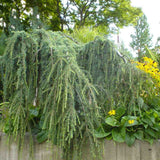 Кедър син Glauca Atlantica (Pendula), плачещ вечнозелен синьо-сребрист иглолистен, студоустойчив