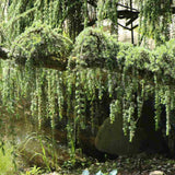 Кедър син Glauca Atlantica (Pendula), плачещ вечнозелен синьо-сребрист иглолистен, студоустойчив