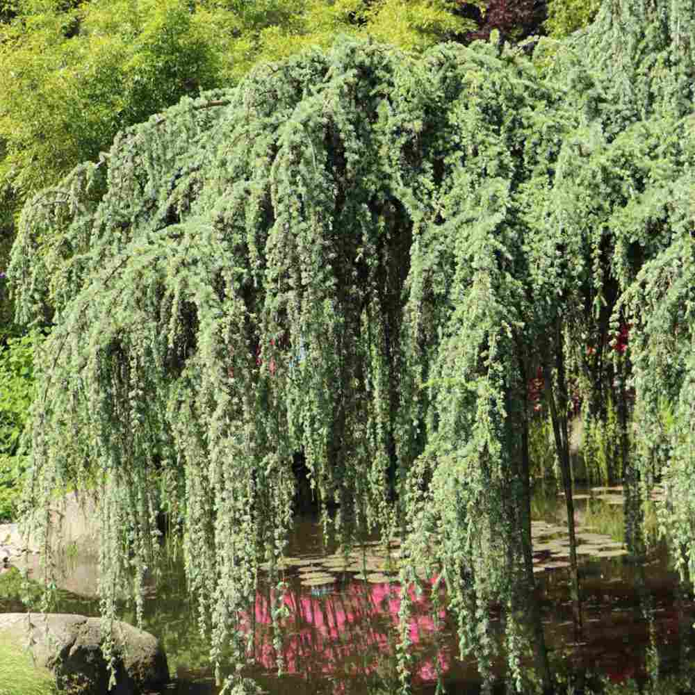 Cedru albastru Glauca Atlantica (Pendula), conifer curgator albastru vesnic verde rezistent