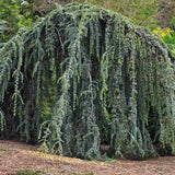 Cedru albastru Glauca Atlantica (Pendula), conifer curgator albastru vesnic verde rezistent