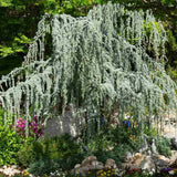 Cedru albastru Glauca Atlantica (Pendula), conifer curgator albastru vesnic verde rezistent