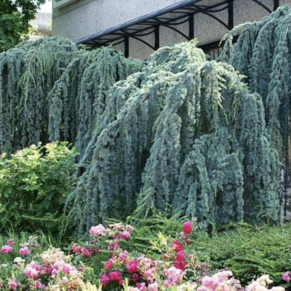 Cedru albastru Glauca Atlantica (Pendula), conifer curgator albastru vesnic verde rezistent