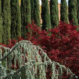 Кедър син Glauca Atlantica (Pendula), плачещ вечнозелен синьо-сребрист иглолистен, студоустойчив