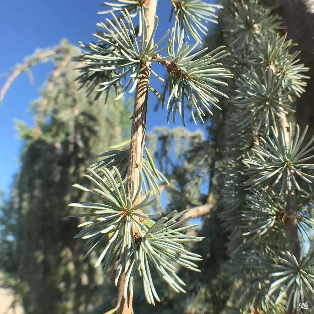Cedru albastru Glauca Atlantica (Pendula), conifer curgator albastru vesnic verde rezistent