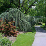 Кедър син Glauca Atlantica (Pendula), плачещ вечнозелен синьо-сребрист иглолистен, студоустойчив