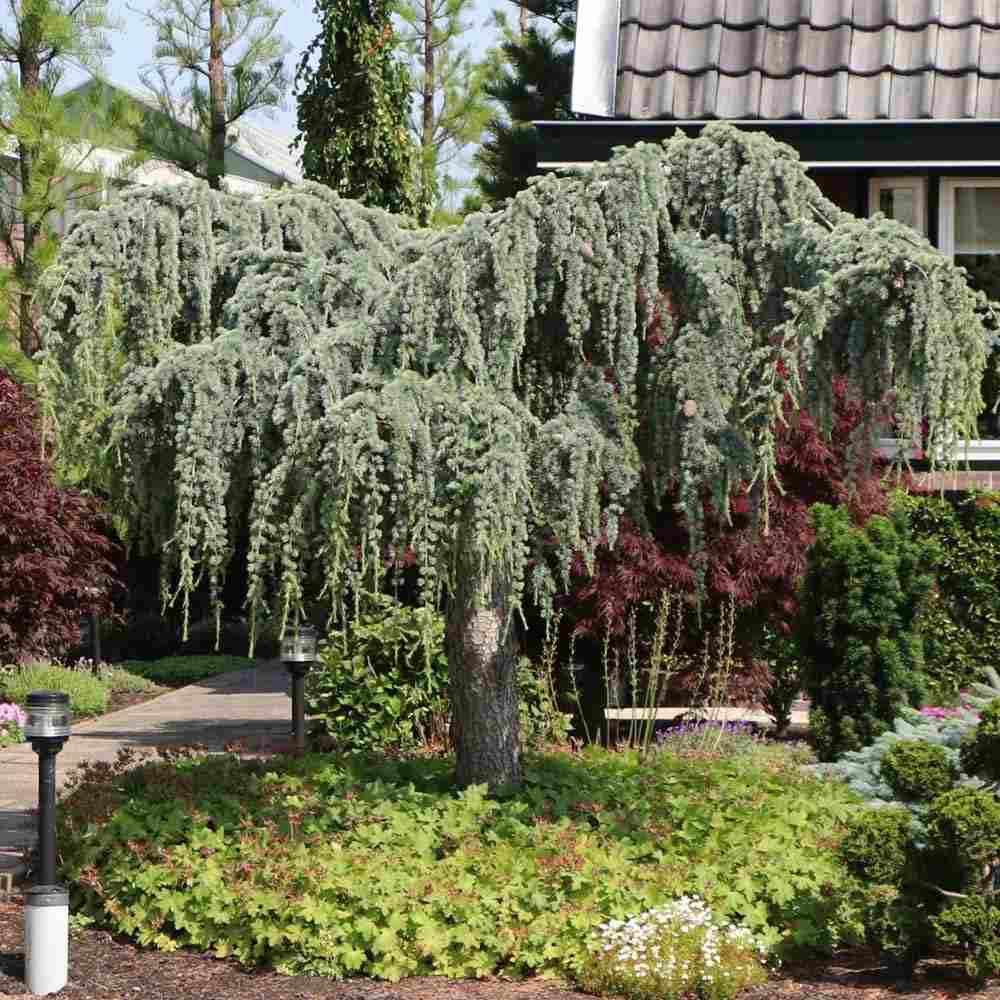 Кедър син Glauca Atlantica (Pendula), плачещ вечнозелен синьо-сребрист иглолистен, студоустойчив