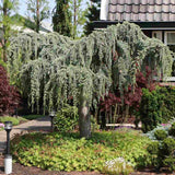 Кедър син Glauca Atlantica (Pendula), плачещ вечнозелен синьо-сребрист иглолистен, студоустойчив