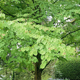Arborele Lui Iuda Auriu (Cercis Chinensis Melon Beauty)