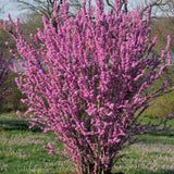 Юдино дърво Cercis chinensis 'Avondale' – компактно декоративно дърво с розово-виолетови цветове