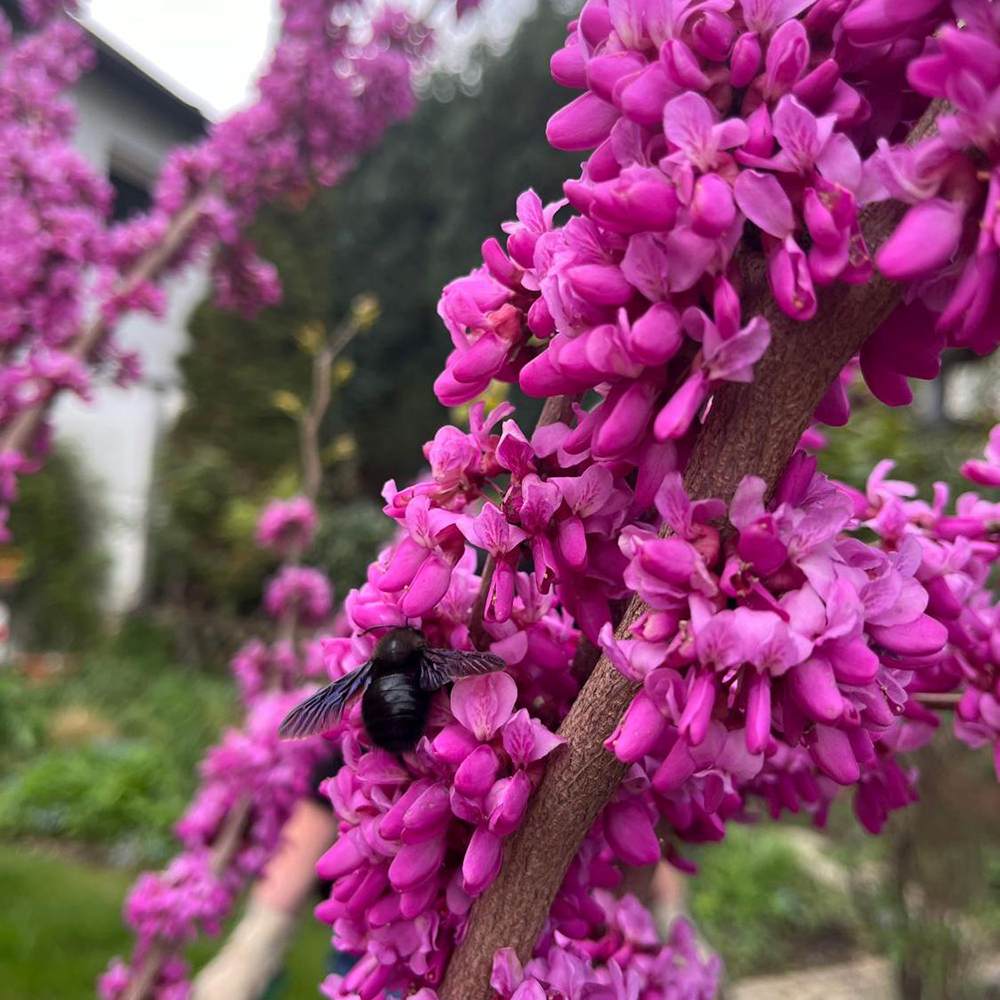 Юдино дърво Cercis chinensis 'Avondale' – компактно декоративно дърво с розово-виолетови цветове
