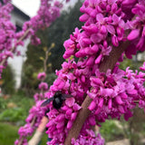 Юдино дърво Cercis chinensis 'Avondale' – компактно декоративно дърво с розово-виолетови цветове