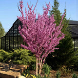 Юдино дърво Cercis chinensis 'Avondale' – компактно декоративно дърво с розово-виолетови цветове