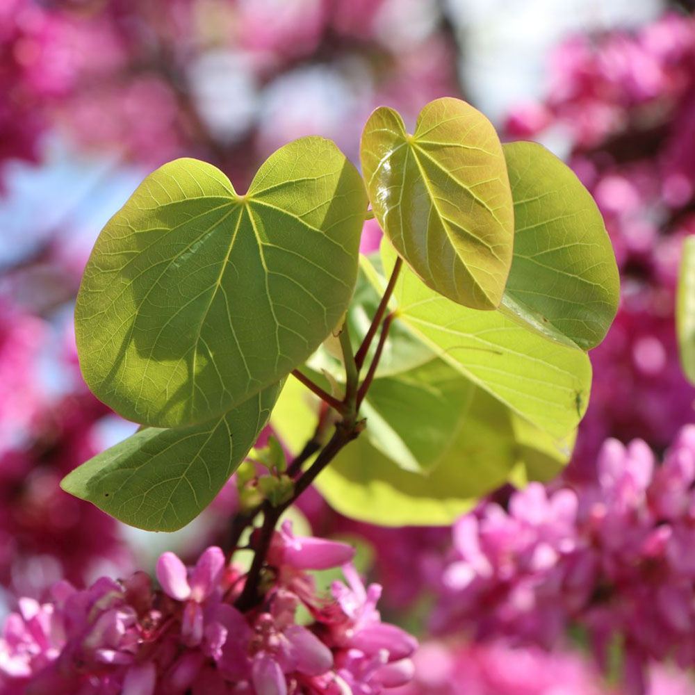 Юдино дърво Cercis chinensis 'Avondale' – компактно декоративно дърво с розово-виолетови цветове