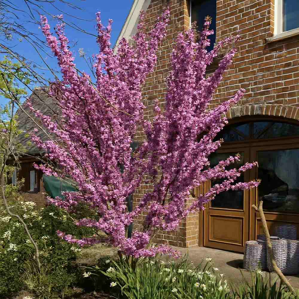 Юдино дърво Cercis chinensis 'Avondale' – компактно декоративно дърво с розово-виолетови цветове