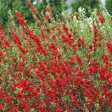 Gutui Japonez, Merisor (Chaenomeles) Scarlet Storm, cu flori duble rosii