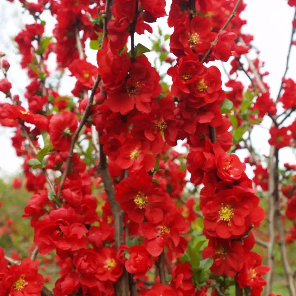 Gutui Japonez, Merisor (Chaenomeles) Scarlet Storm, cu flori duble rosii