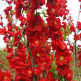 Gutui Japonez, Merisor (Chaenomeles) Scarlet Storm, cu flori duble rosii