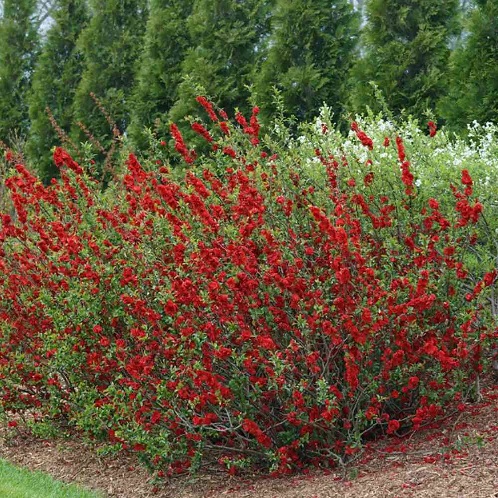 Gutui Japonez, Merisor (Chaenomeles) Scarlet Storm, cu flori duble rosii