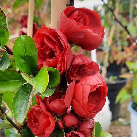 Gutui Japonez, Merisor (Chaenomeles) Scarlet Storm, cu flori duble rosii