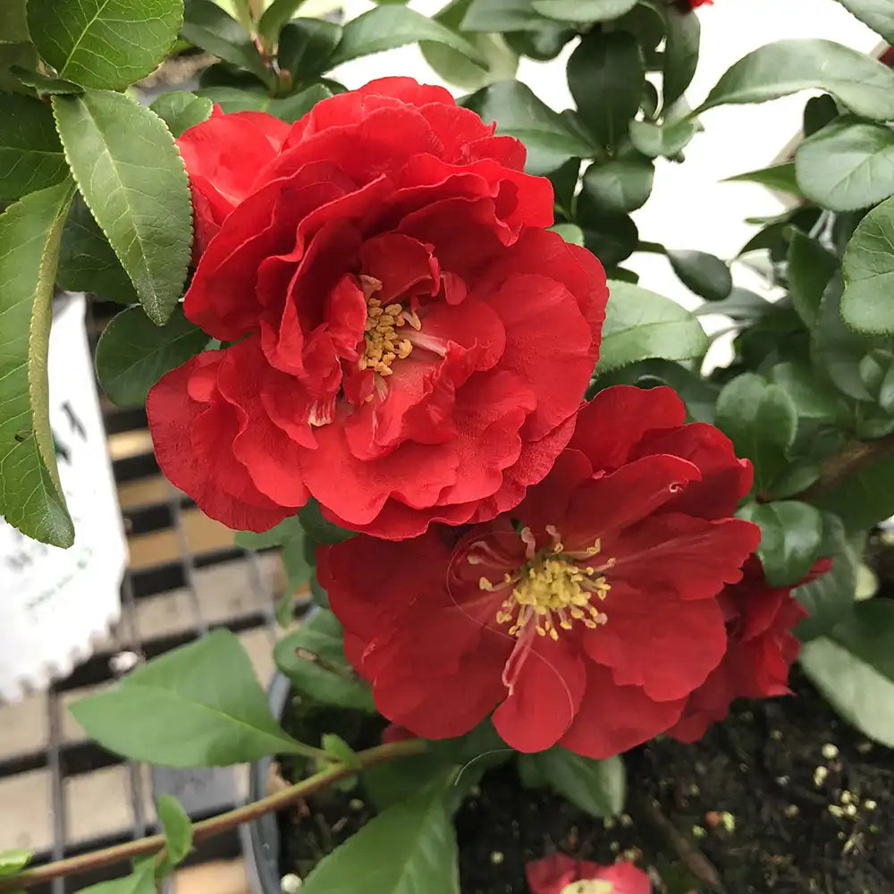 Gutui Japonez, Merisor (Chaenomeles) Scarlet Storm, cu flori duble rosii