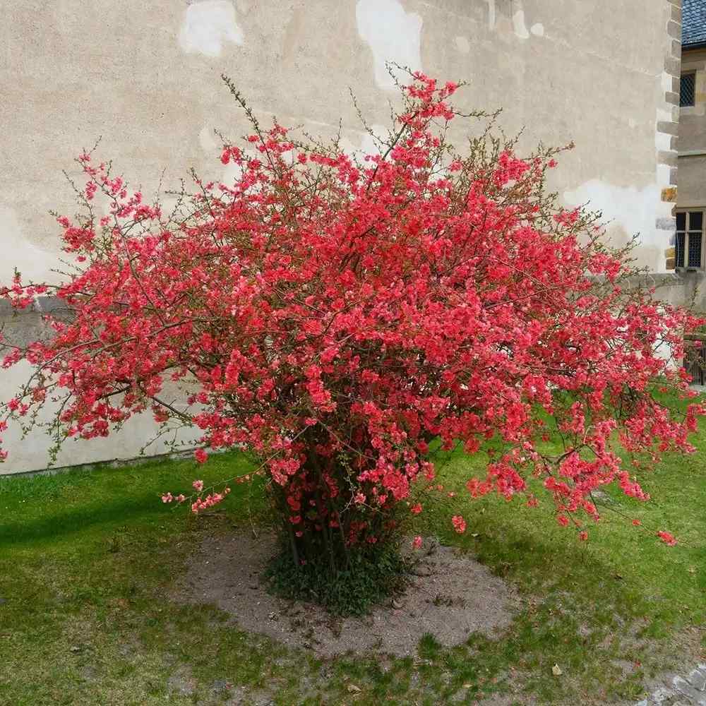 Gutui Japonez, Merisor (Chaenomeles) Fire Dance, cu flori duble rosii-portocalii