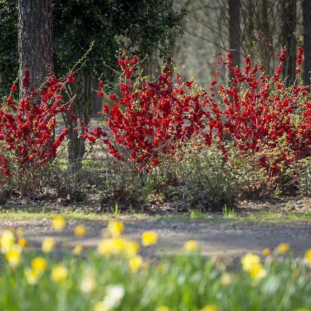 Gutui Japonez, Merisor (Chaenomeles) Fire Dance, cu flori duble rosii-portocalii