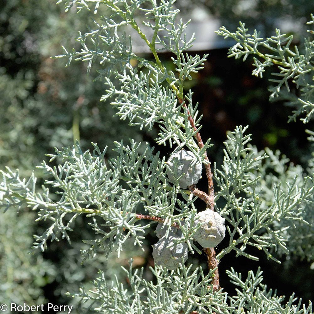 Chiparos argintiu de Arizona, gard viu vesnic verde