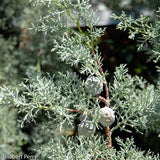 Chiparos argintiu de Arizona, gard viu vesnic verde