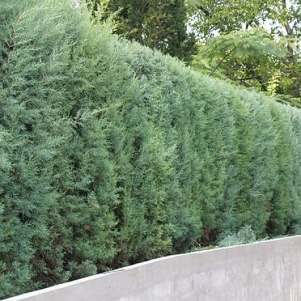 Chiparos argintiu de Arizona, gard viu vesnic verde