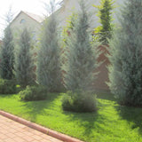 Chiparos argintiu de Arizona, gard viu vesnic verde