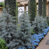 Chiparos argintiu de Arizona, gard viu vesnic verde