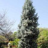 Chiparos argintiu de Arizona, gard viu vesnic verde