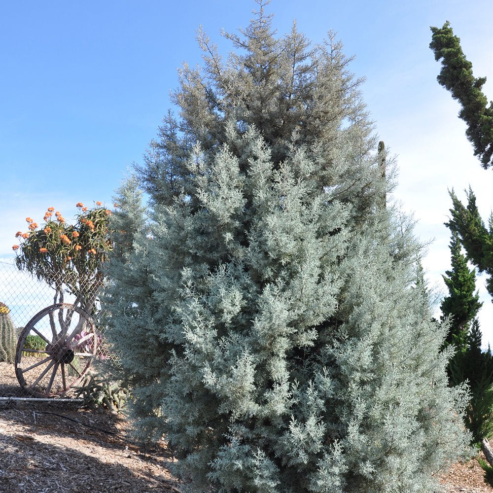 Chiparos argintiu de Arizona, gard viu vesnic verde