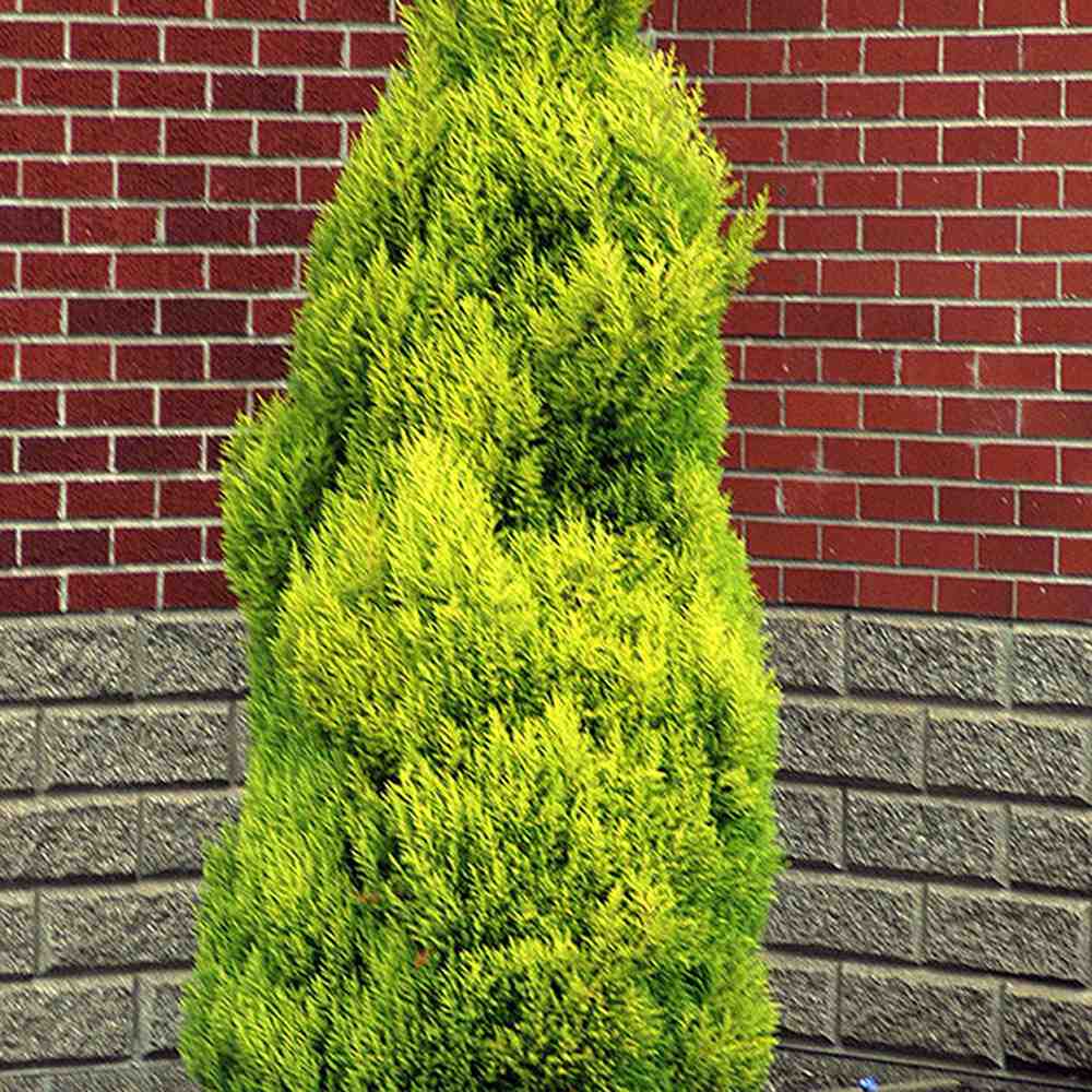 Goldcrest Wilma Lemon Cypress, ароматен