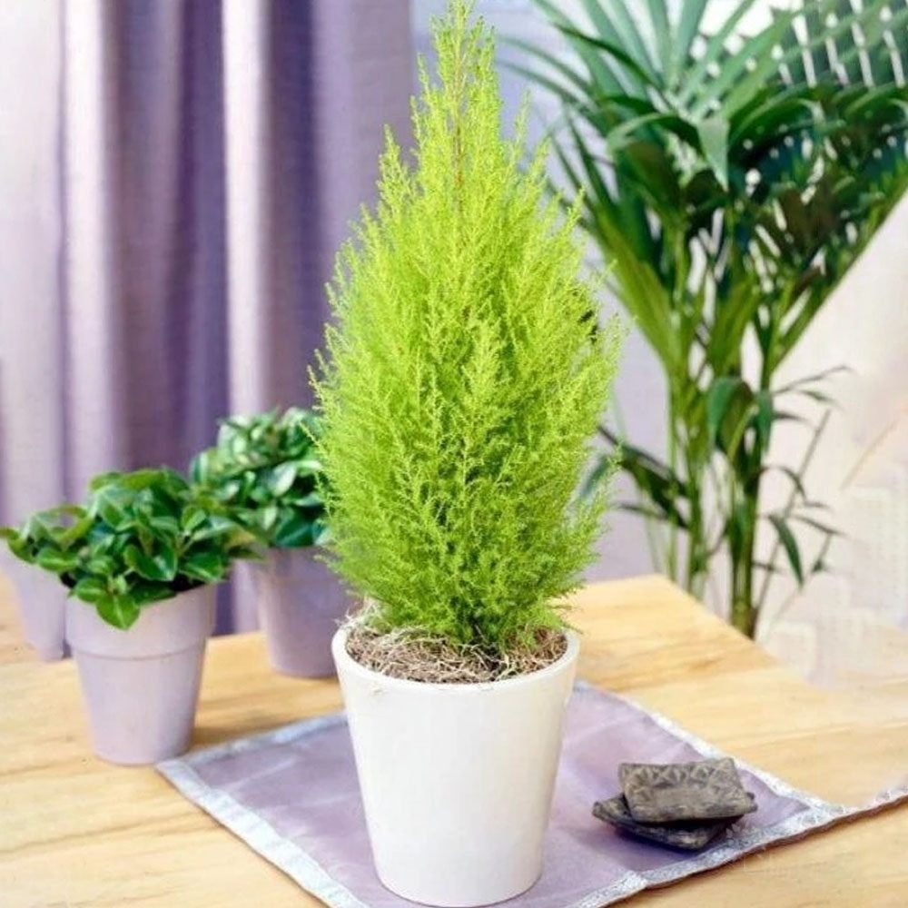 Goldcrest Wilma Lemon Cypress, ароматен