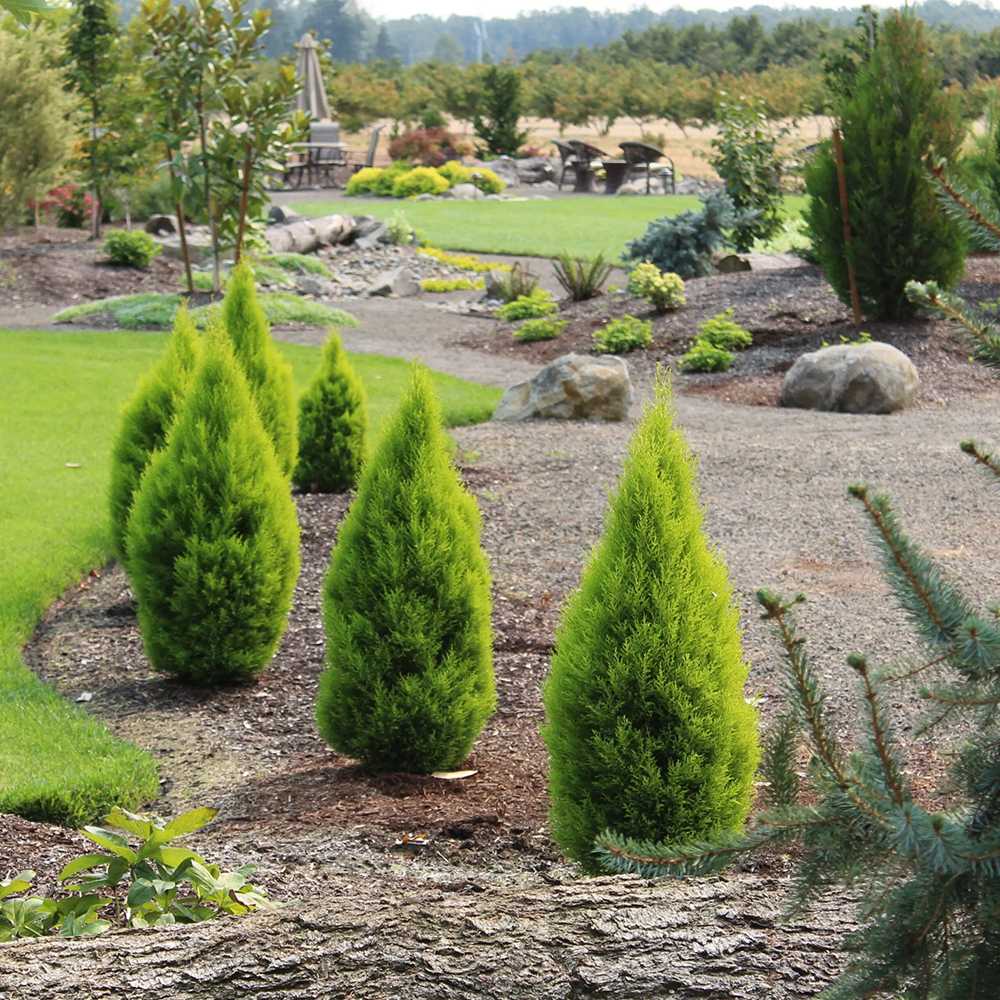 Goldcrest Wilma Lemon Cypress, ароматен