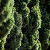 Chiparos Italian Columnar Totem, vesnic verde