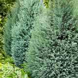 Chiparos Columnaris Ellwoodii gri-albastru, gard viu vesnic verde