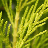 Goldcrest Wilma Lemon Cypress, ароматен
